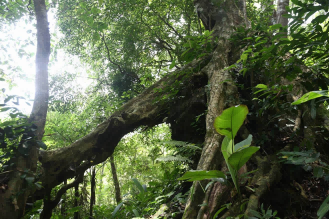 三亞原始雨林探險兩日游